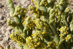 Anabasis articulata