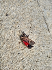 Lycorma delicatula