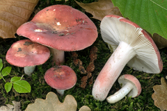 Russula zvarae