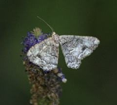 Alcis deversata