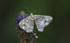 Alcis deversata
