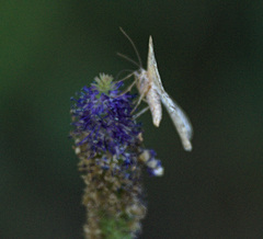Alcis deversata