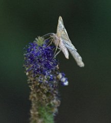 Alcis deversata