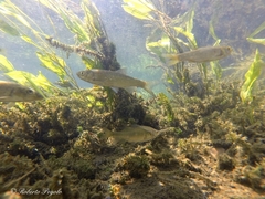Scardinius hesperidicus