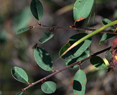 Lonicera microphylla