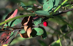 Lonicera microphylla
