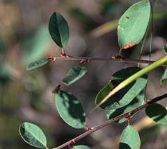Lonicera microphylla