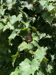 Limenitis arthemis x archippus