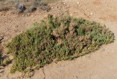 Anabasis articulata