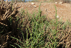 Anabasis articulata