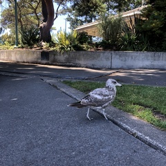 Larus glaucescens × occidentalis