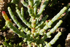 Anabasis articulata