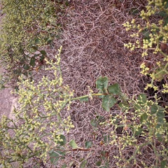 Eriogonum corymbosum