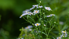 Symphyotrichum × salignum