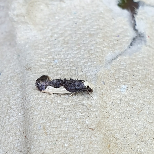 White-blotched Clothes Moth, 1797 SL Den Hoorn Texel, Nederland, photo 9 of 10