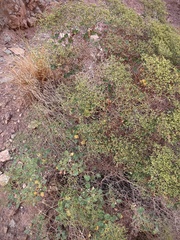 Eriogonum corymbosum