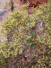 Eriogonum corymbosum