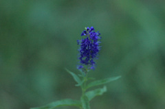 Veronica × schmakovii