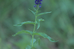 Veronica × schmakovii