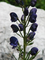 Aconitum angustifolium