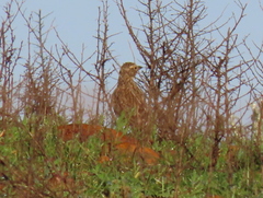 Galerida magnirostris magnirostris