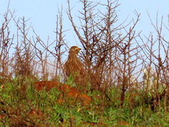 Galerida magnirostris magnirostris