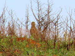 Galerida magnirostris magnirostris