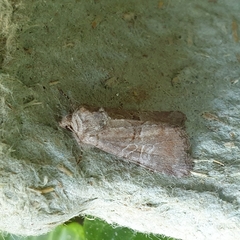 Mesoligia literosa