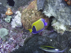 Pomacanthus navarchus