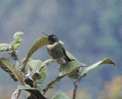 Heliangelus amethysticollis