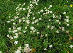 Astrantia bavarica