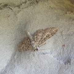 Eupithecia nanata