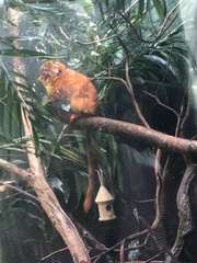 Leontopithecus rosalia