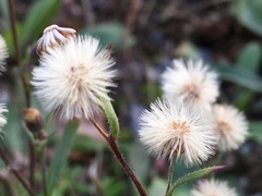Erigeron acris