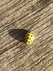 Psyllobora vigintiduopunctata