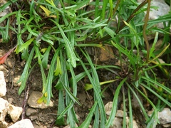 Leucanthemum lithopolitanicum
