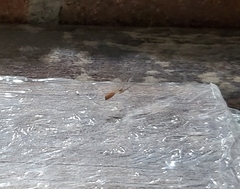 Pholcus phalangioides