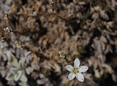 Sabulina rubella