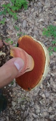 Rubroboletus legaliae