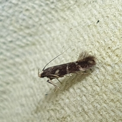 Eulamprotes wilkella