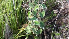 Pelargonium cordifolium