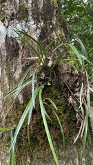 Encyclia asperula
