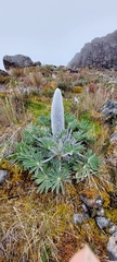 Lupinus alopecuroides