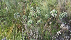 Pelargonium cordifolium