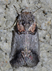 Aleptina clinopetes