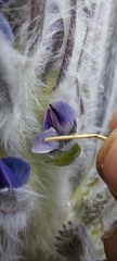 Lupinus alopecuroides