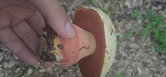 Rubroboletus legaliae