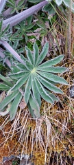 Lupinus alopecuroides