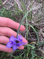 Tradescantia occidentalis