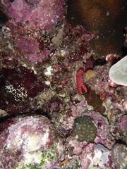 Enoplometopus occidentalis